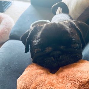 Meet your Posher, Sara